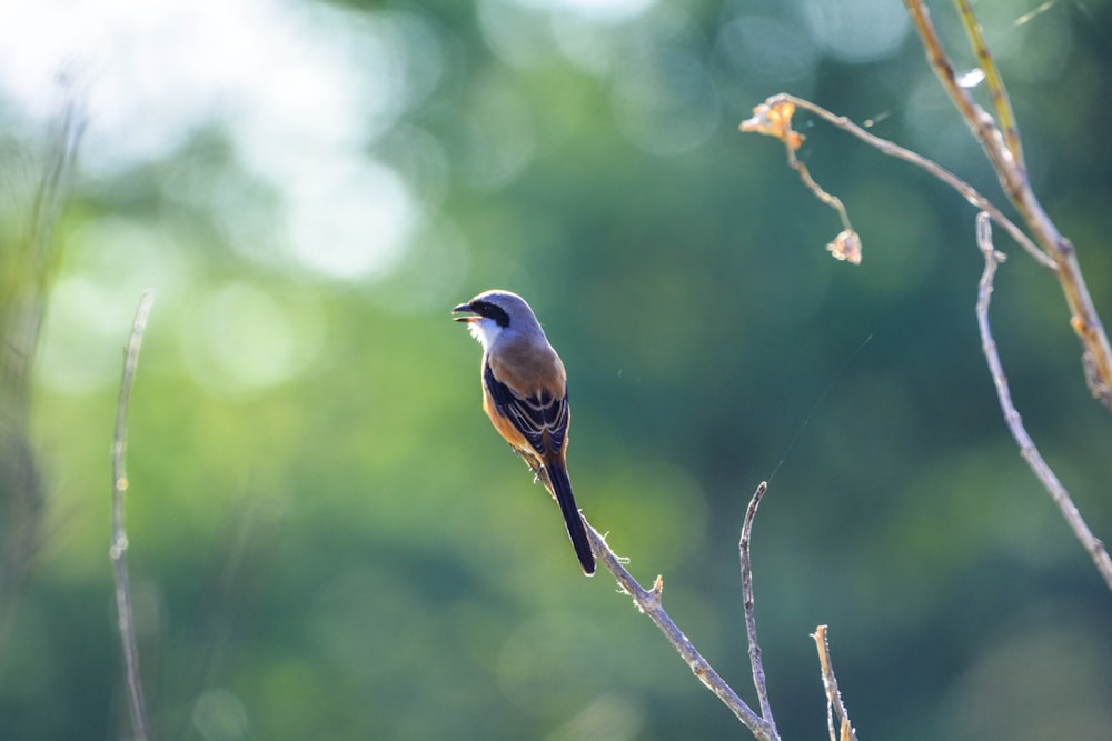 a small bird perched on a tree branch