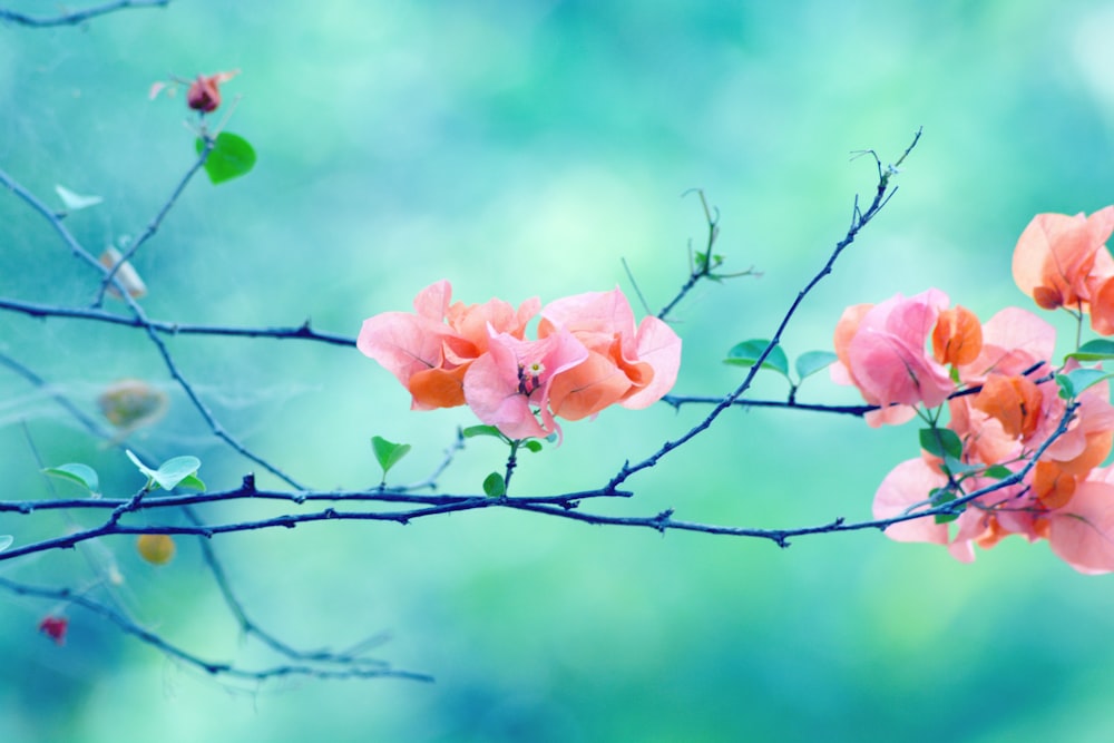 um galho de uma árvore com flores cor-de-rosa sobre ele