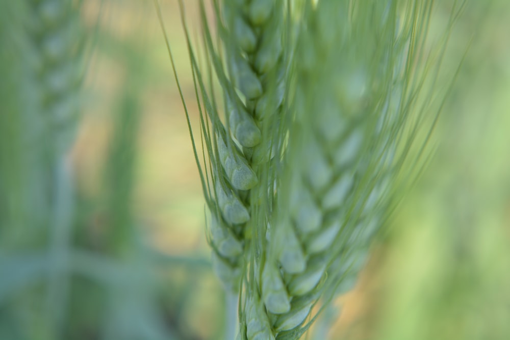 a close up of a green plant with a blurry background