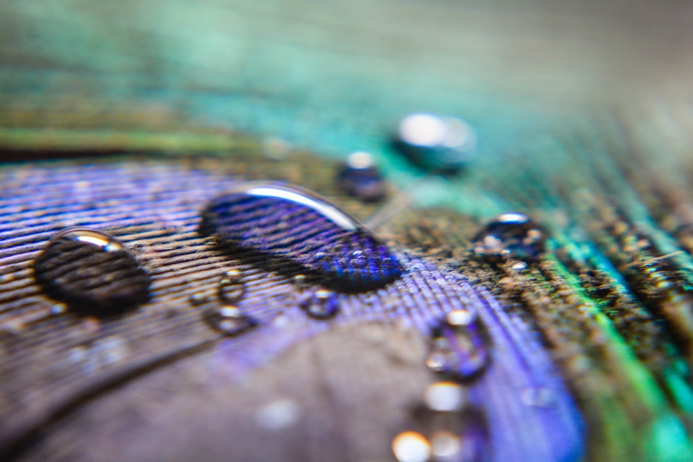 a close up of water droplets on a peacock feather