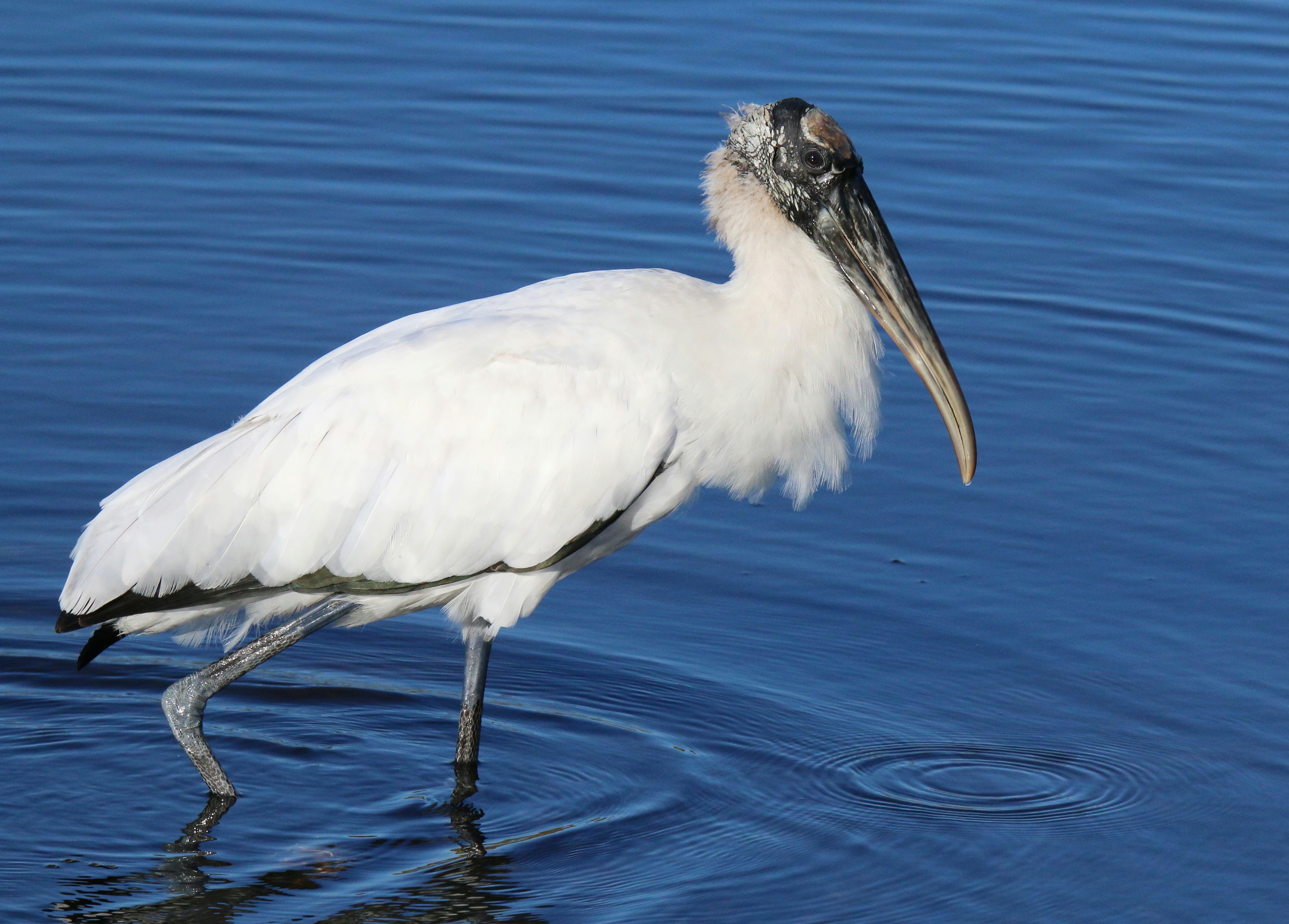 Photo by goldenplover31