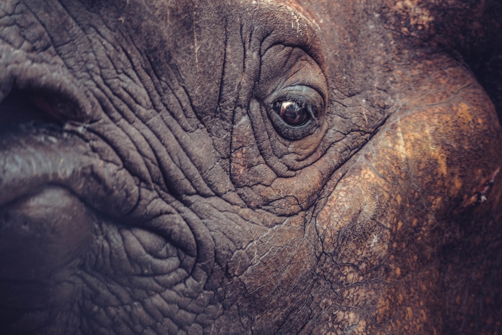 a close up of an elephant's eye and nose