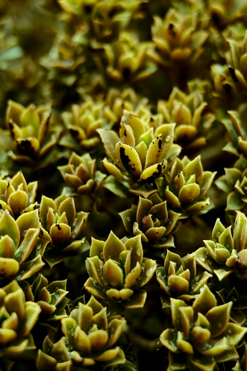 a close up of a bunch of green plants