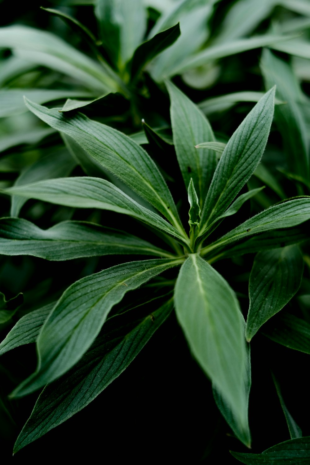 a close up of a green plant with leaves