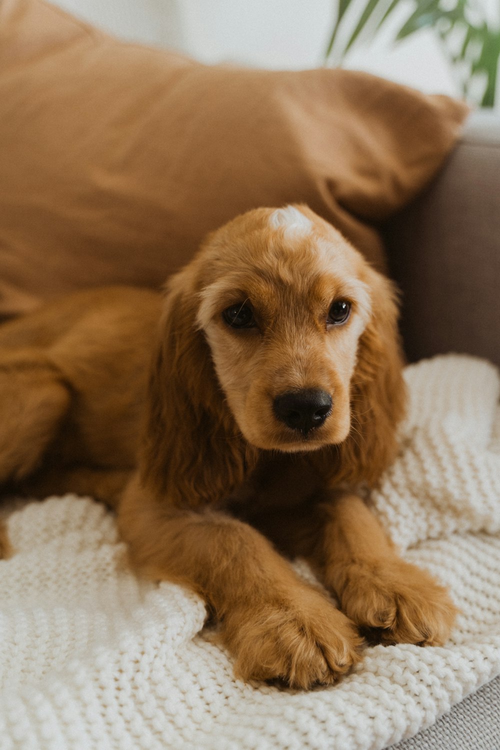 a brown dog laying on top of a white blanket