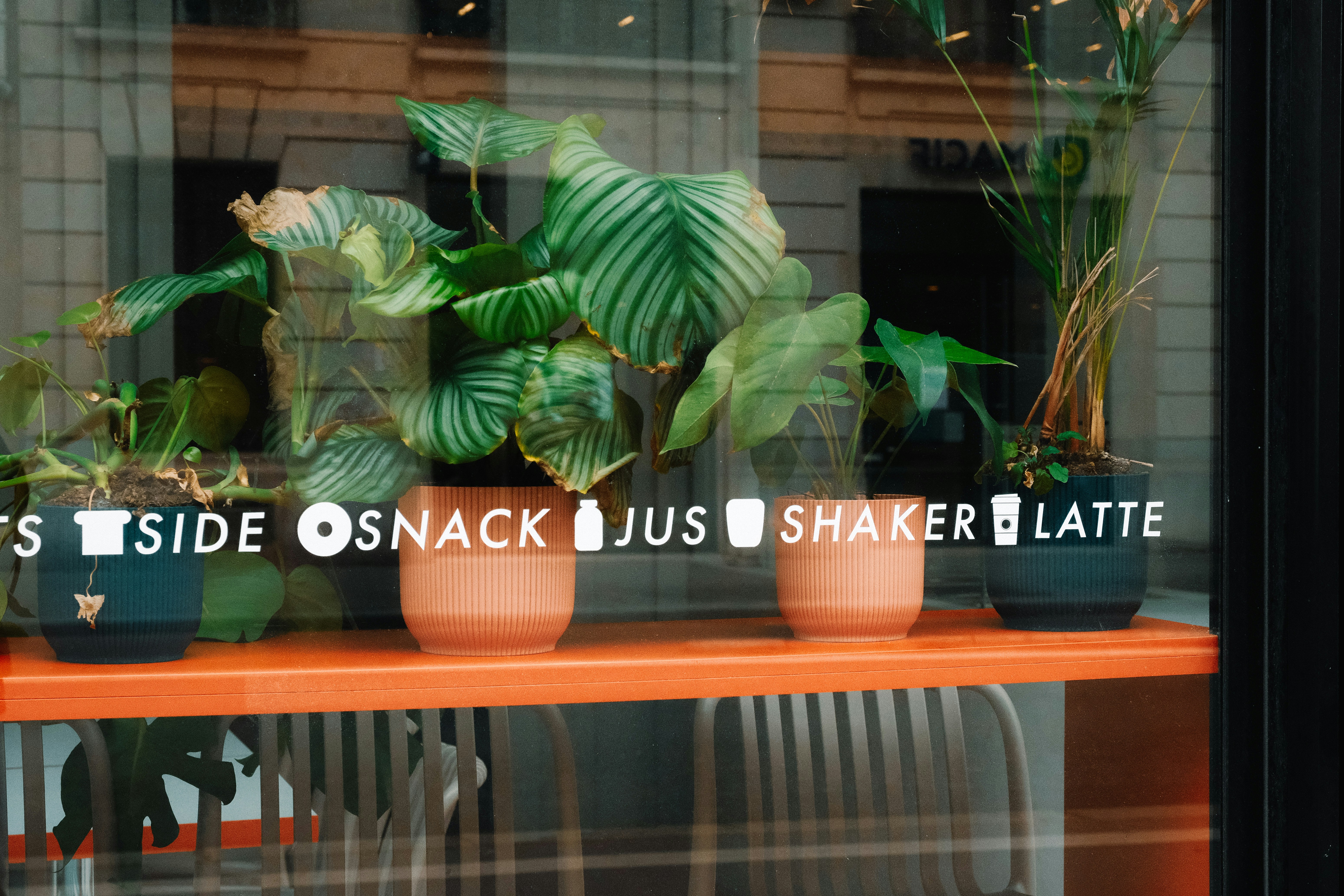 a row of potted plants sitting on top of a window sill