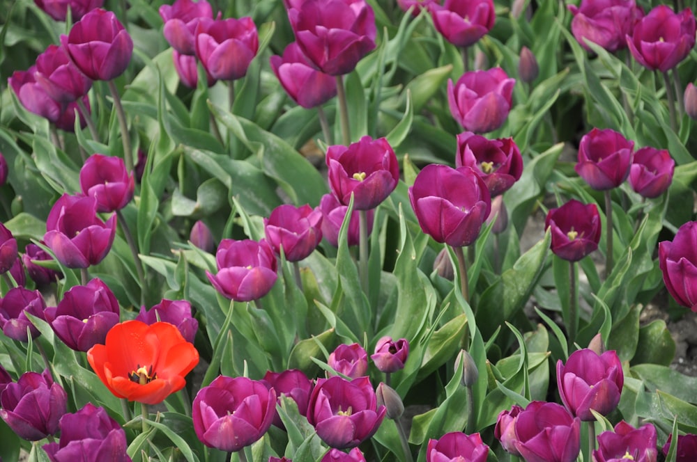 a field of purple and red tulips with a red flower in the middle