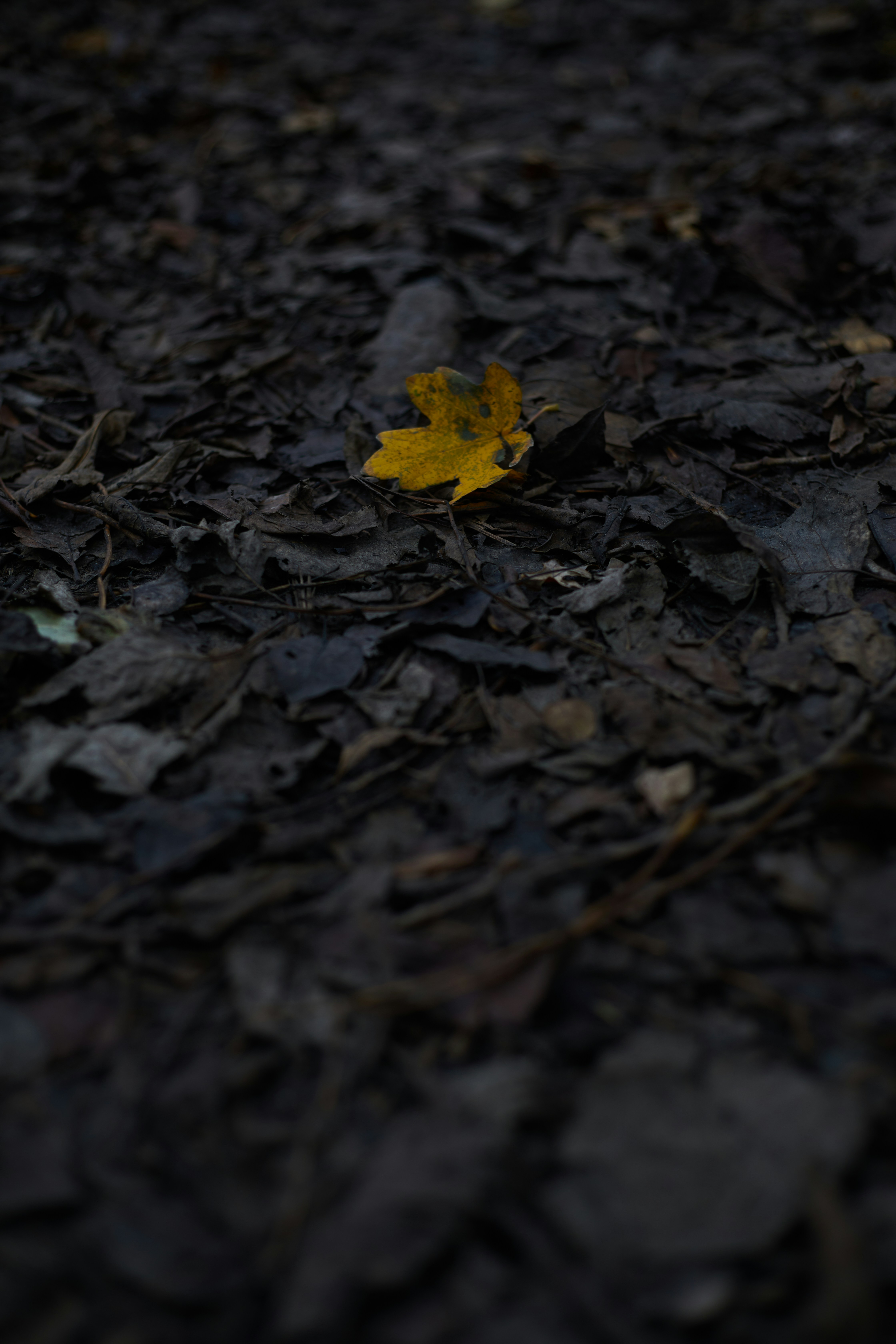 a yellow leaf is laying on the ground