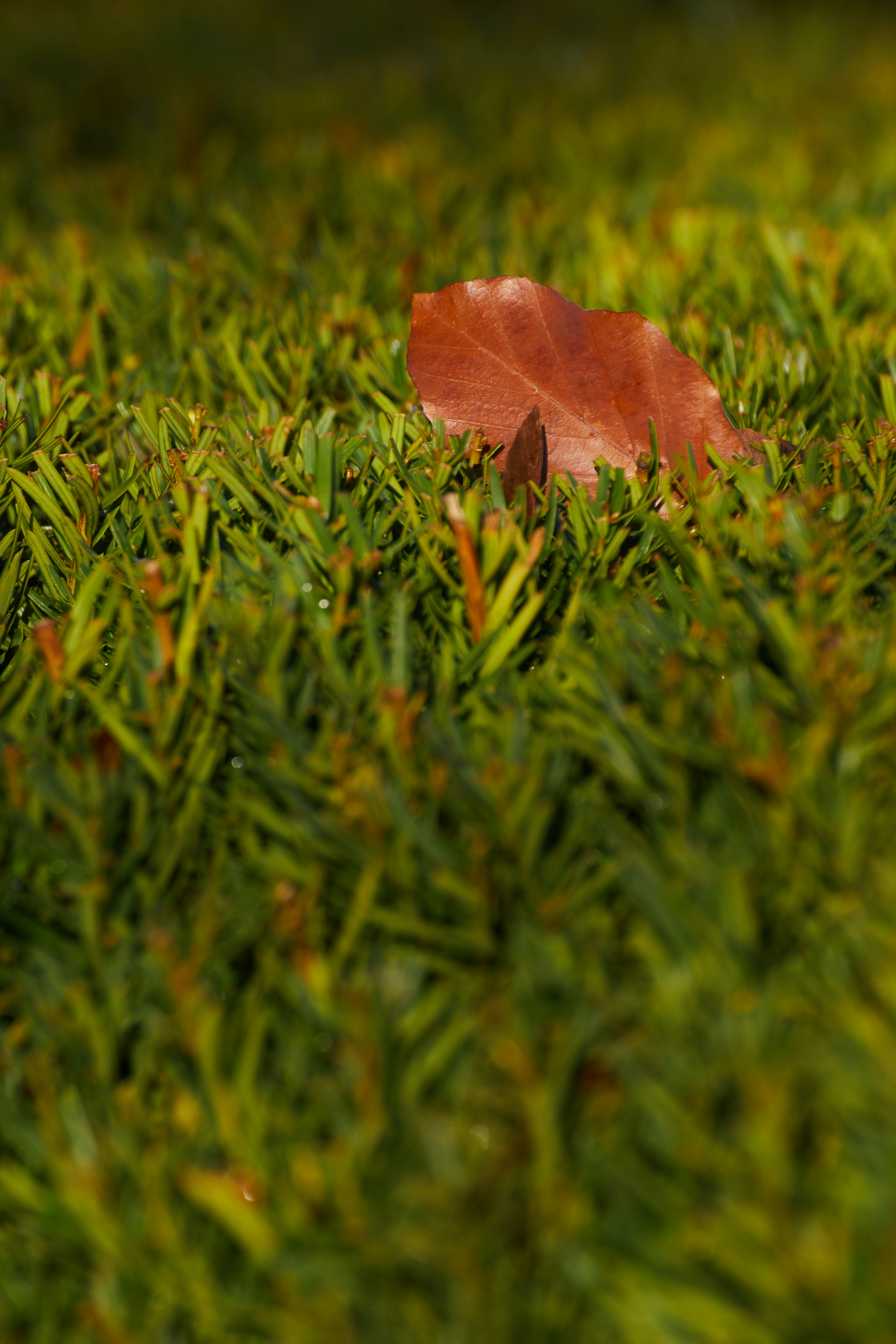 Photo by mirkofabian