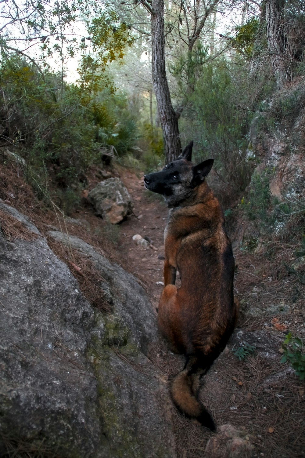 um cão de pé em suas patas traseiras em uma trilha