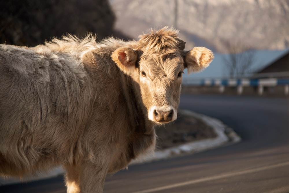 a brown cow standing on the side of a road