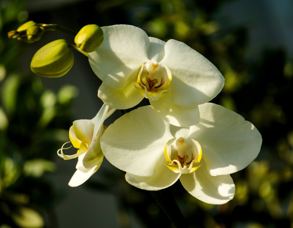 a close up of a white and yellow flower