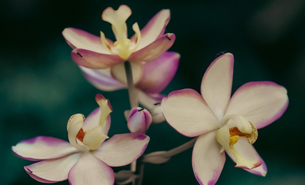 a close up of a flower with a blurry background