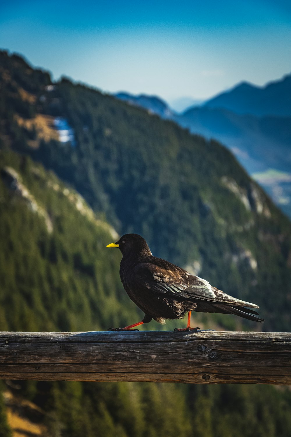 a bird is perched on a wooden railing