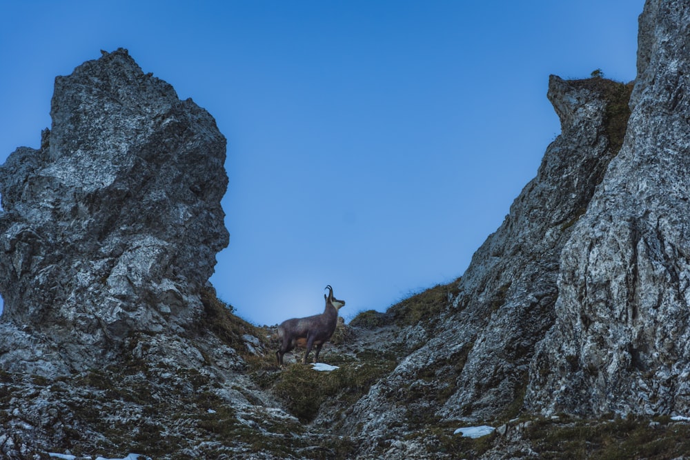 a mountain goat standing on top of a rocky hill