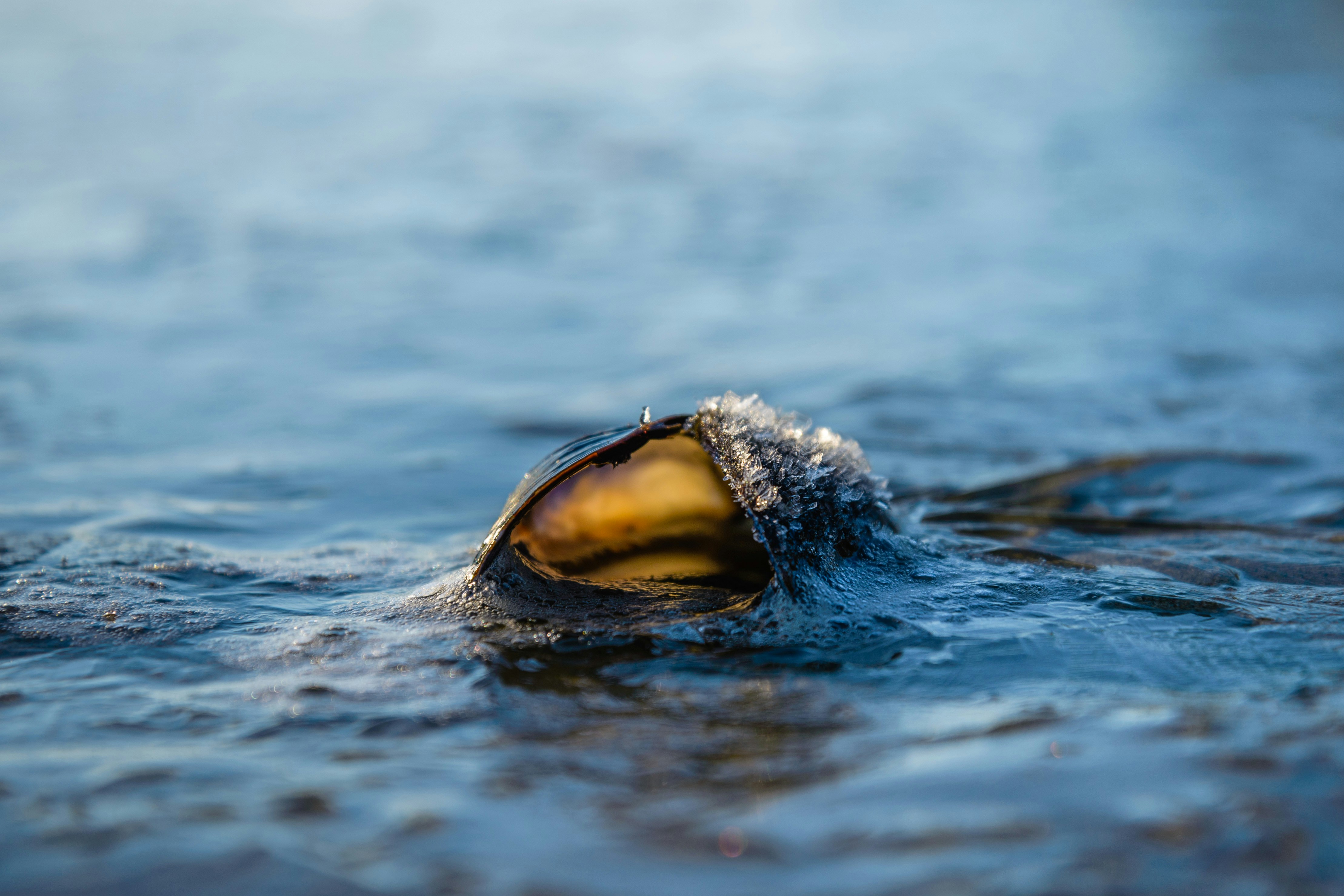 a close up of a piece of food in the water
