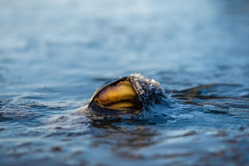 a close up of a piece of food in the water