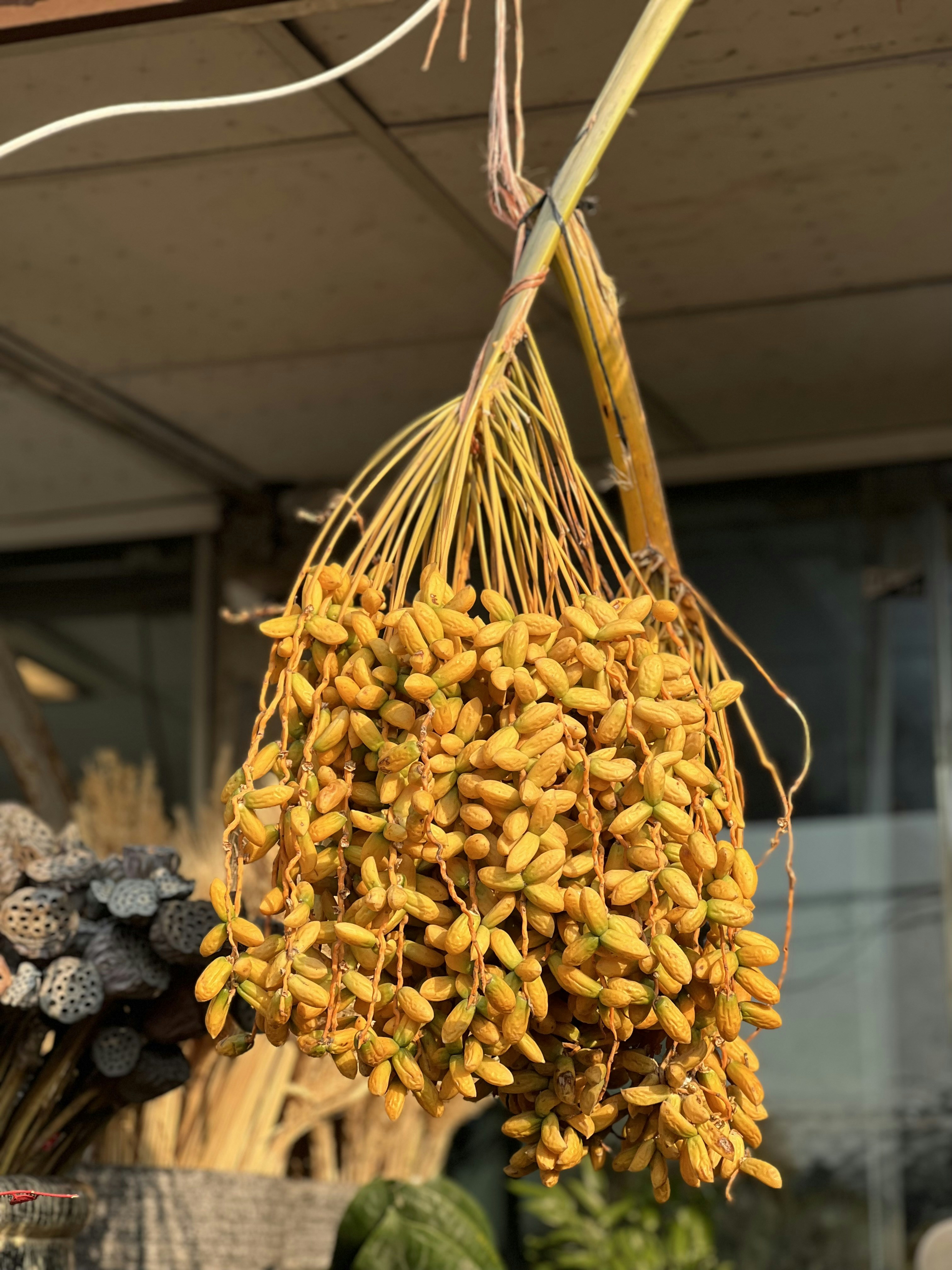 Premium Bell Pepper Seeds