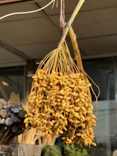 A bunch of yellow-orange seeds or beans are hanging from a branch, suspended in a slightly shaded outdoor environment. They are clustered closely together, suggesting they are possibly fresh or recently harvested. In the background, there are dried seed pods and some foliage visible, lending a natural and earthy setting to the scene.