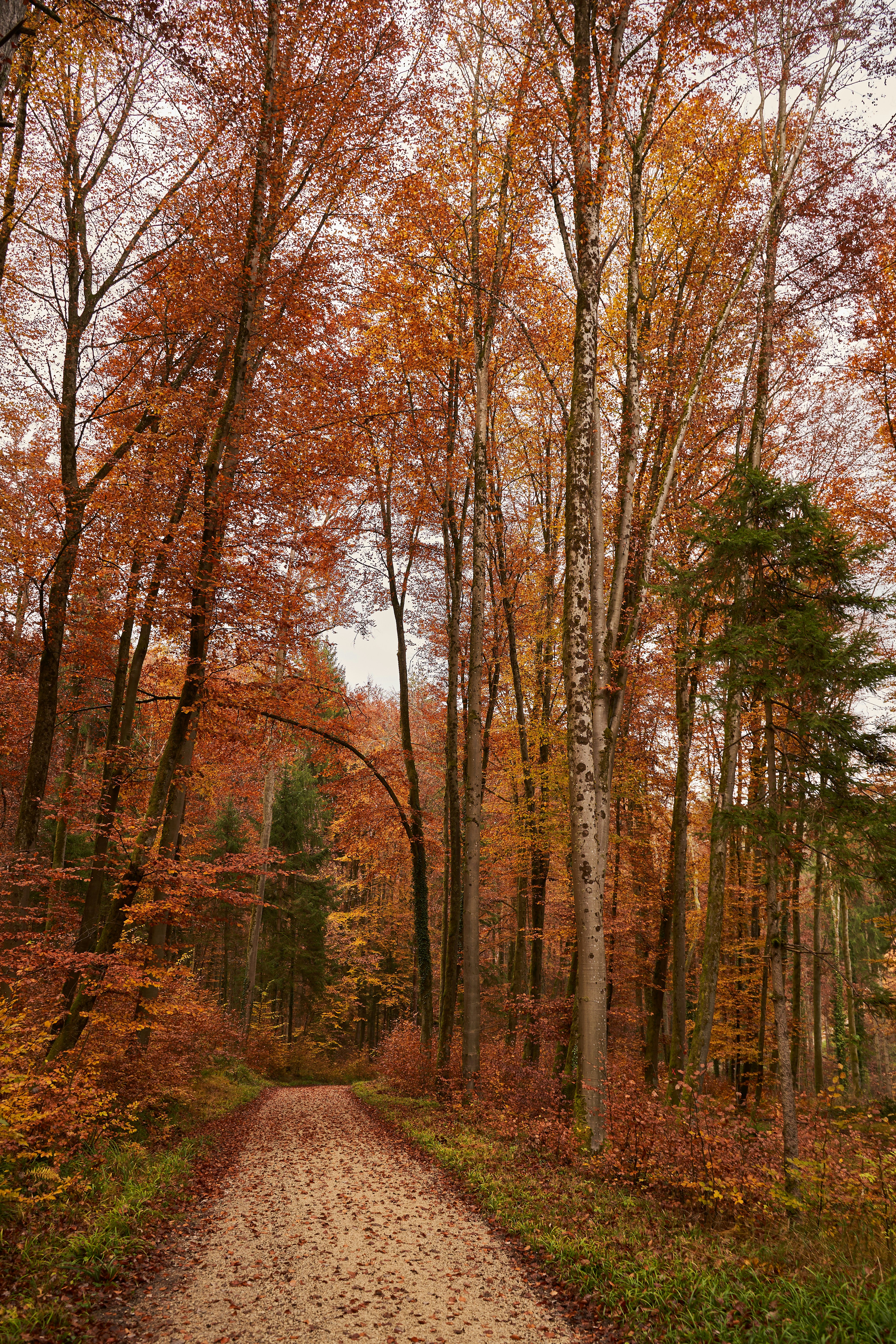 Photo by wolfgang_hasselmann