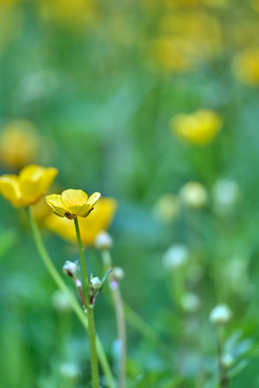 a bunch of yellow flowers in a field