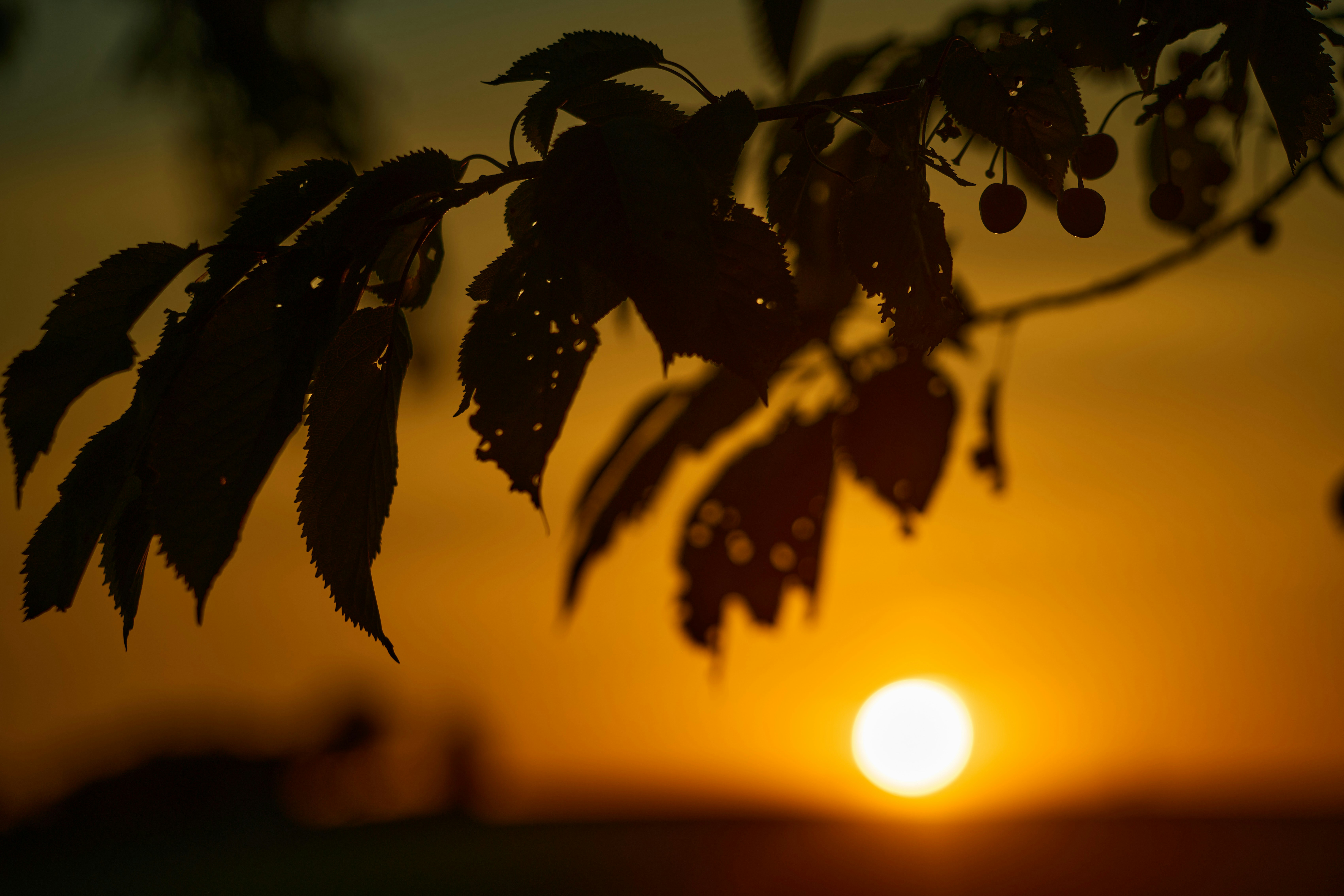 Photo by wolfgang_hasselmann