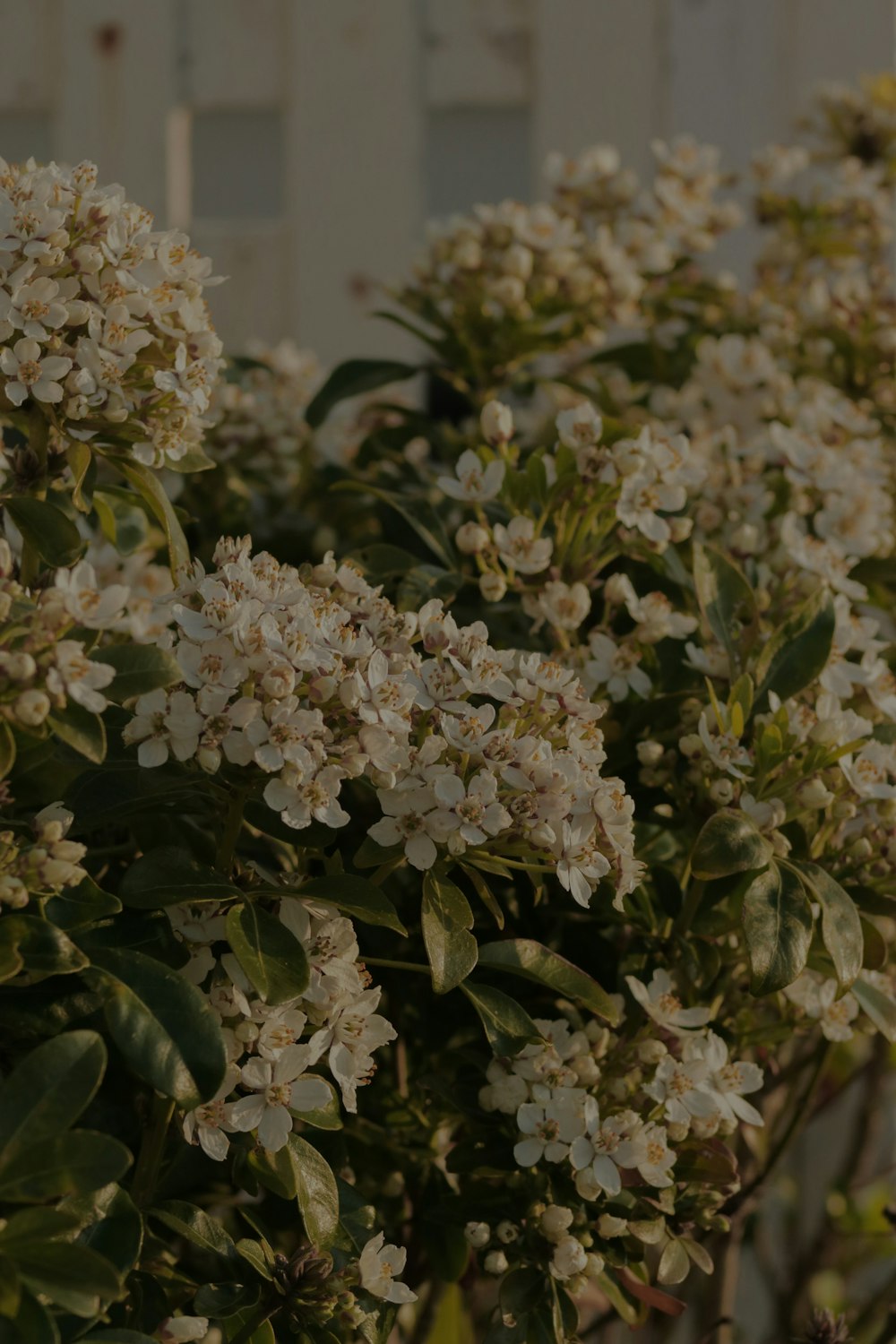 a bush with white flowers in front of a building