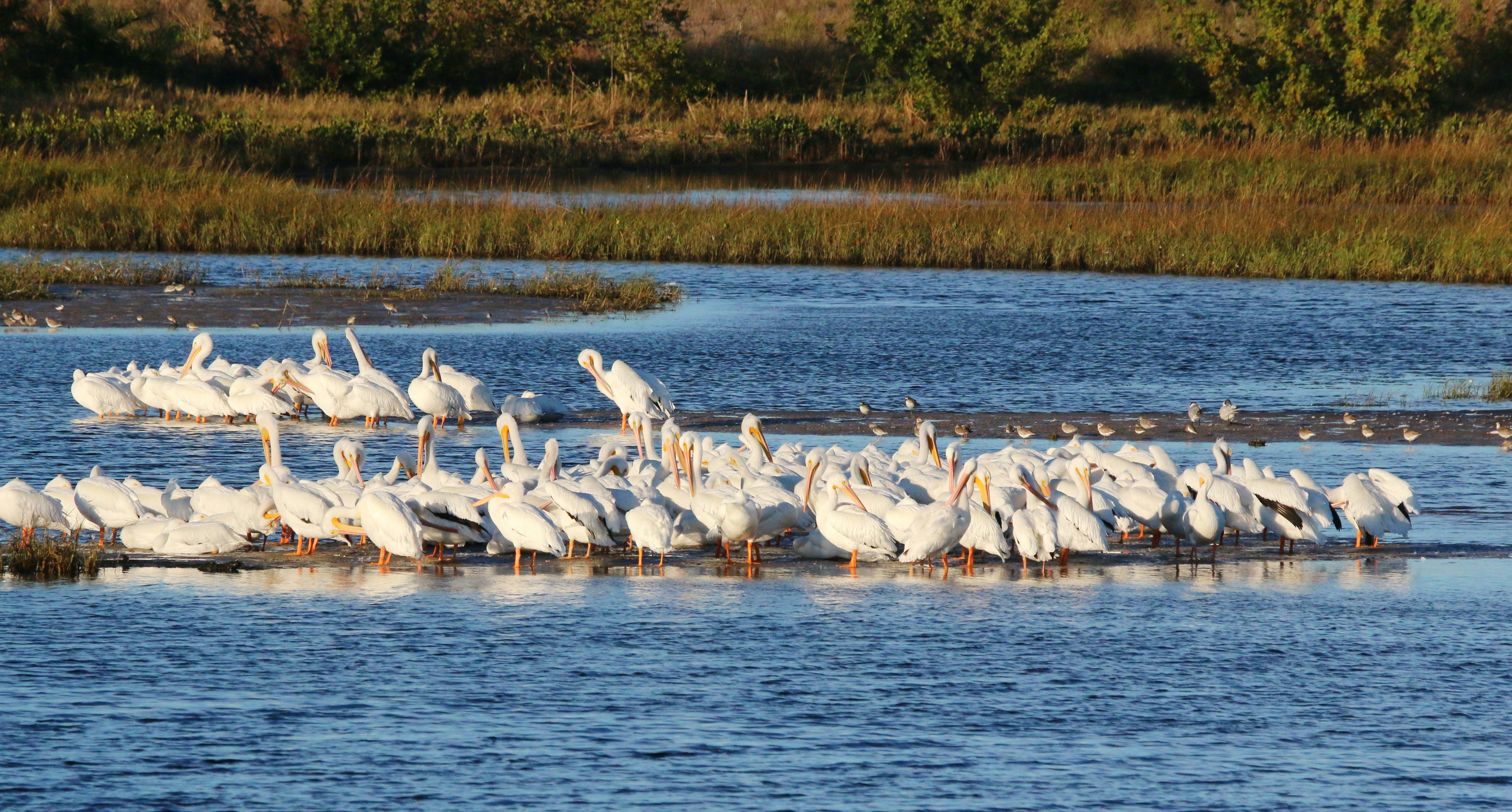 Photo by goldenplover31