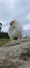 An adult Great Pyrenees standing proudly on a rocky ridge with a clear blue sky.
