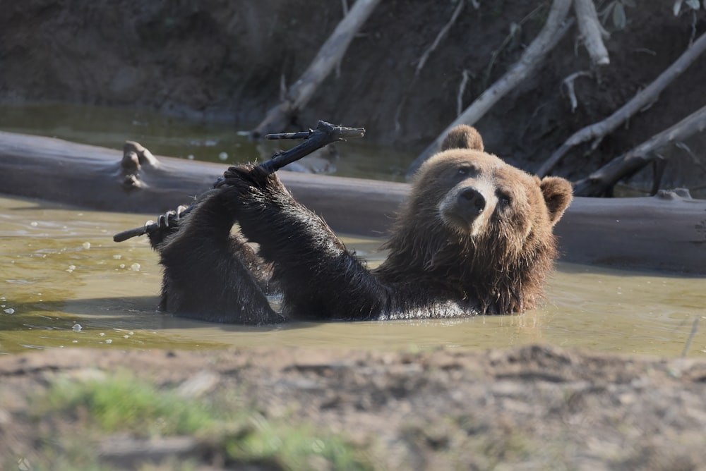 a bear in the water with a branch in its mouth