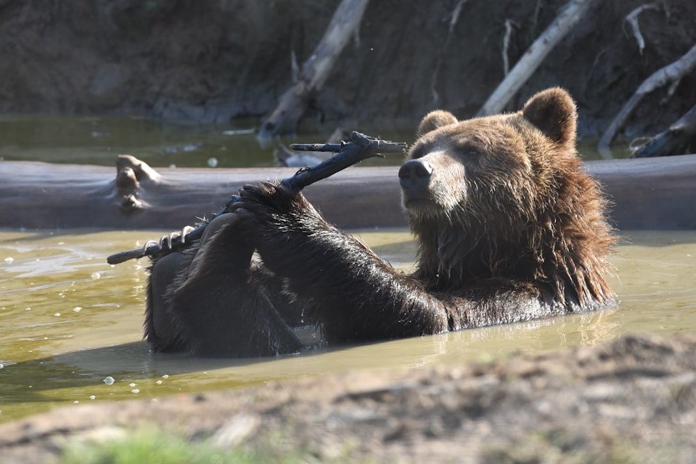 a bear in the water with a branch in its mouth