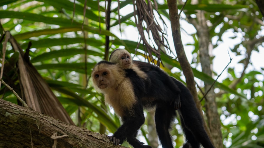 a monkey on a tree branch in the jungle