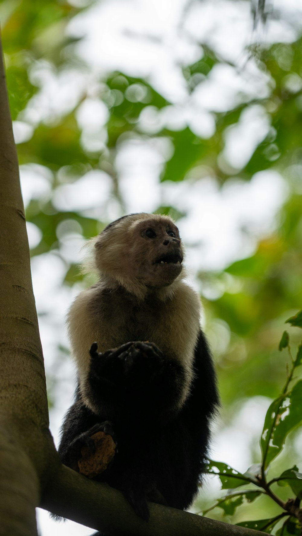 a monkey is sitting on a tree branch