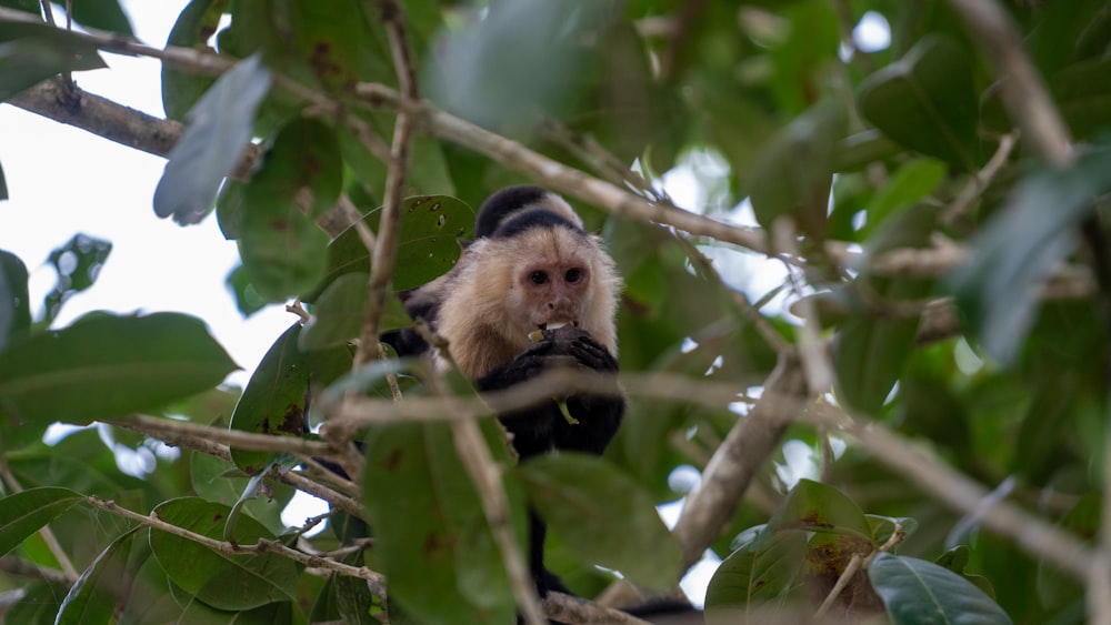 a monkey is sitting in a tree and eating