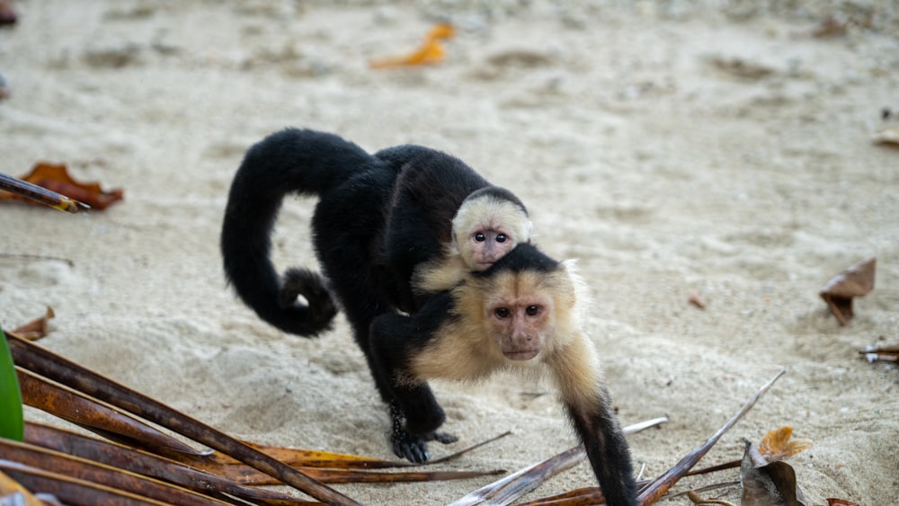a monkey with a white face walking on the ground