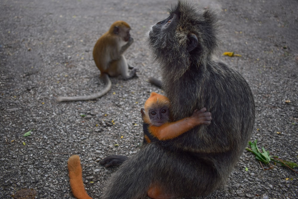 a monkey sitting on the ground next to another monkey