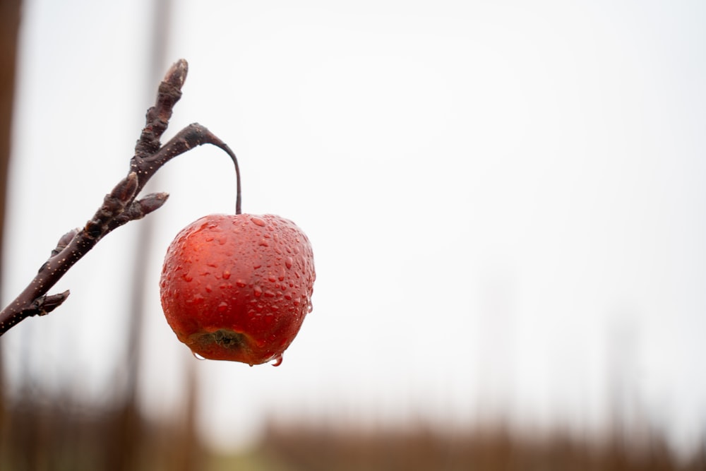 a close up of a fruit on a tree branch