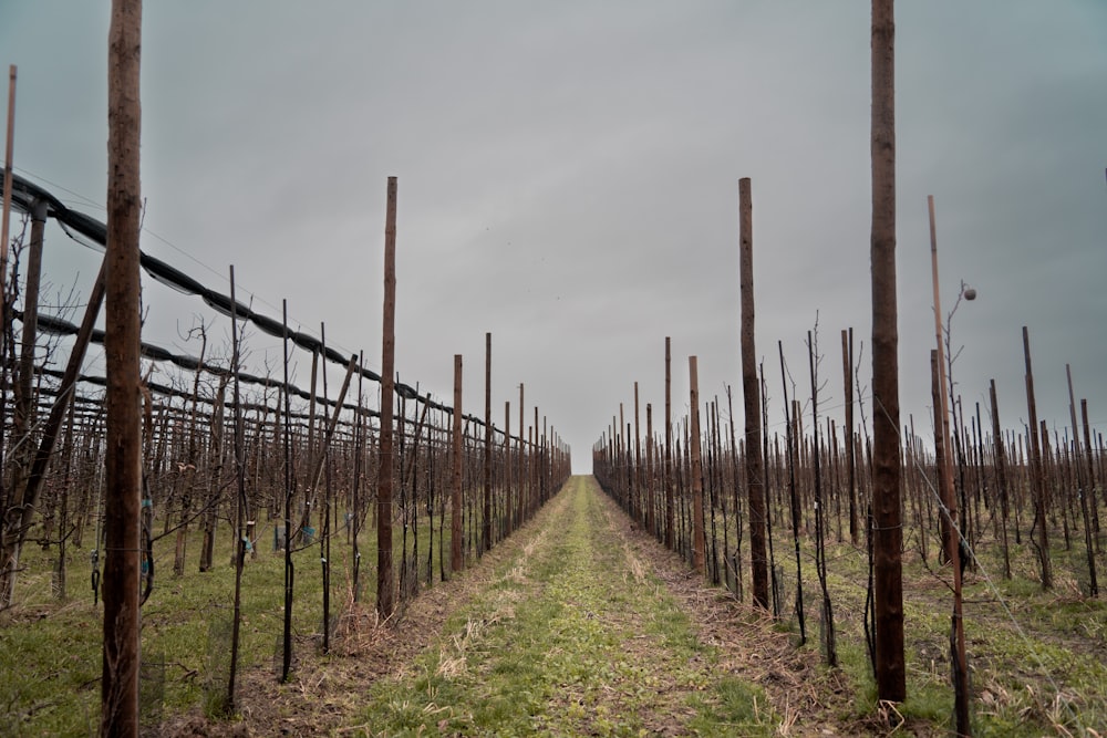 a row of wooden poles in a field