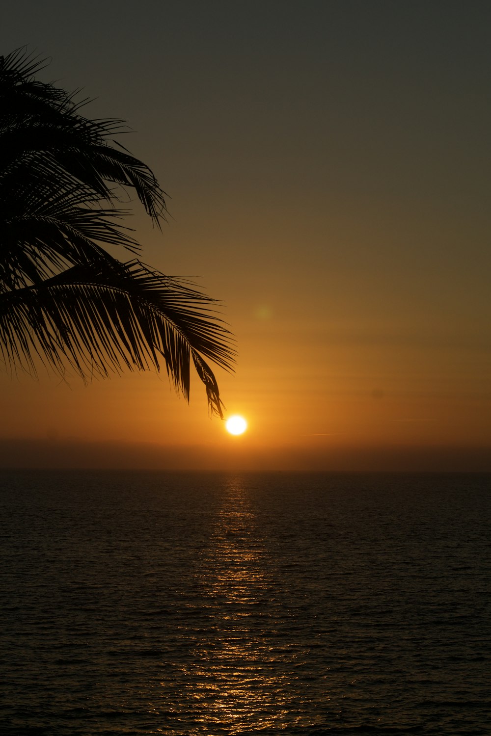 the sun is setting over the ocean with a palm tree in the foreground