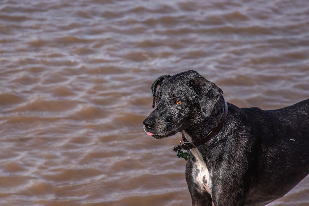 a black dog standing in front of a body of water