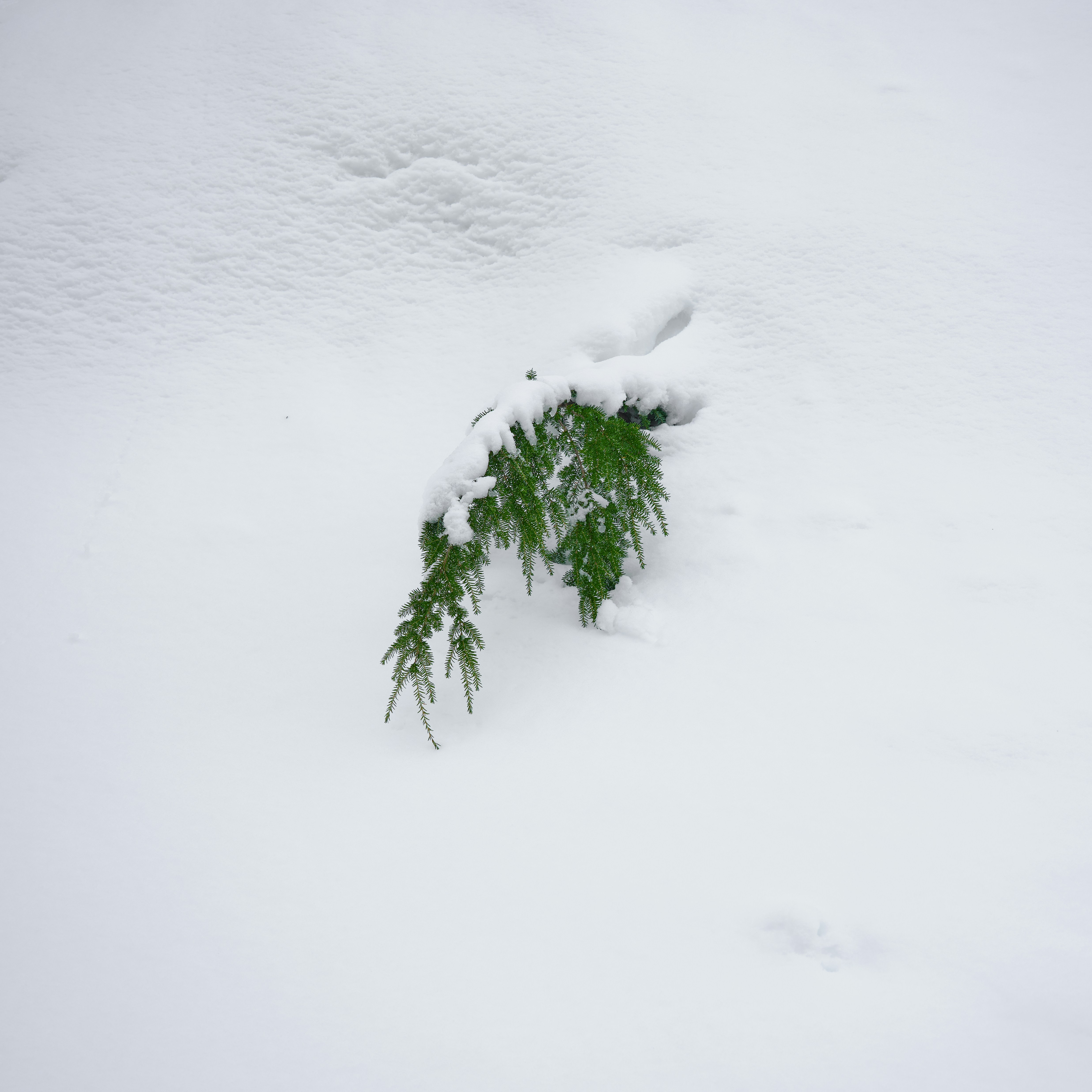 눈에서 튀어 나온 작은 녹색 식물