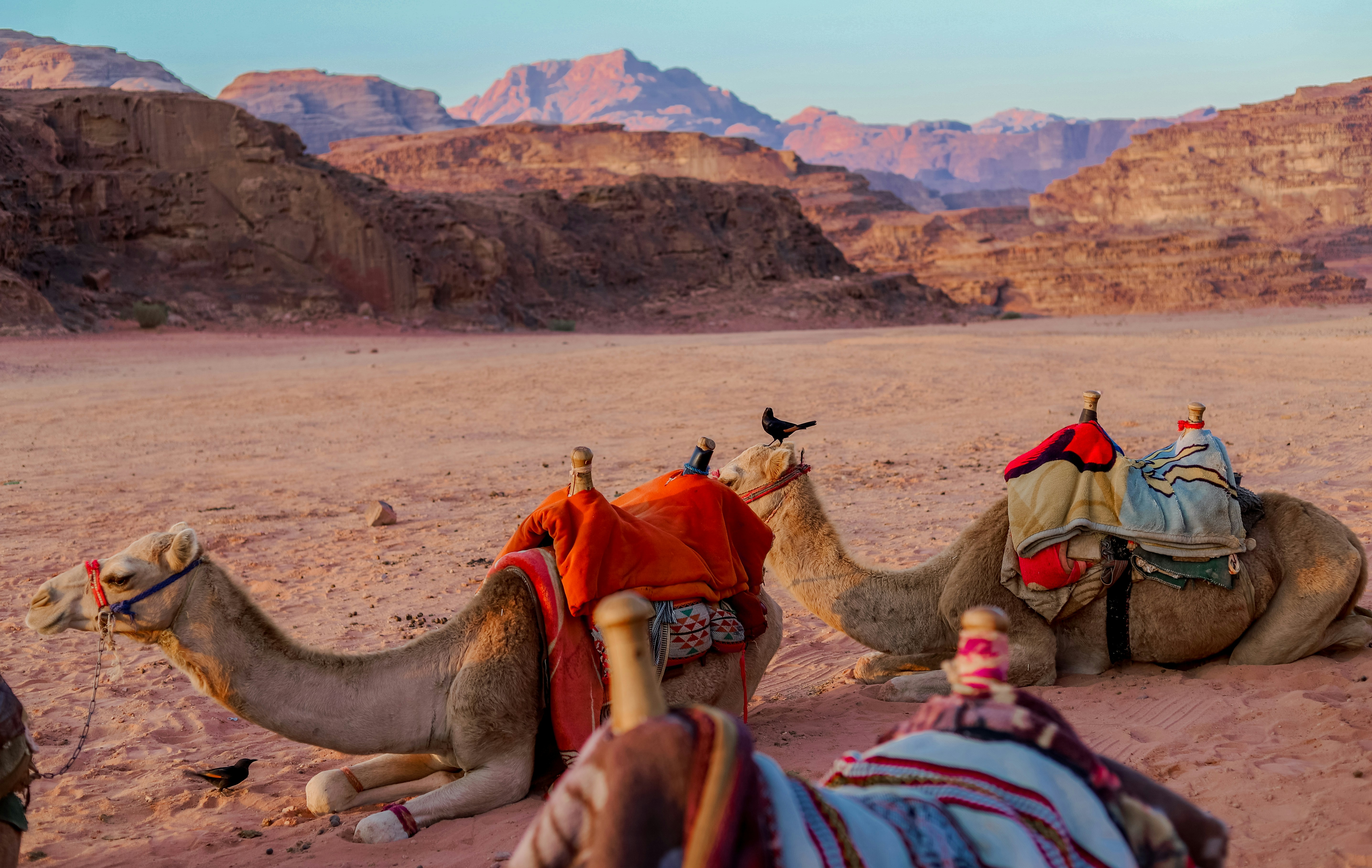15 Top-Rated Luxury Desert Camps in Wadi Rum Reviewed for 2025