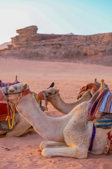 a couple of camels that are sitting in the sand