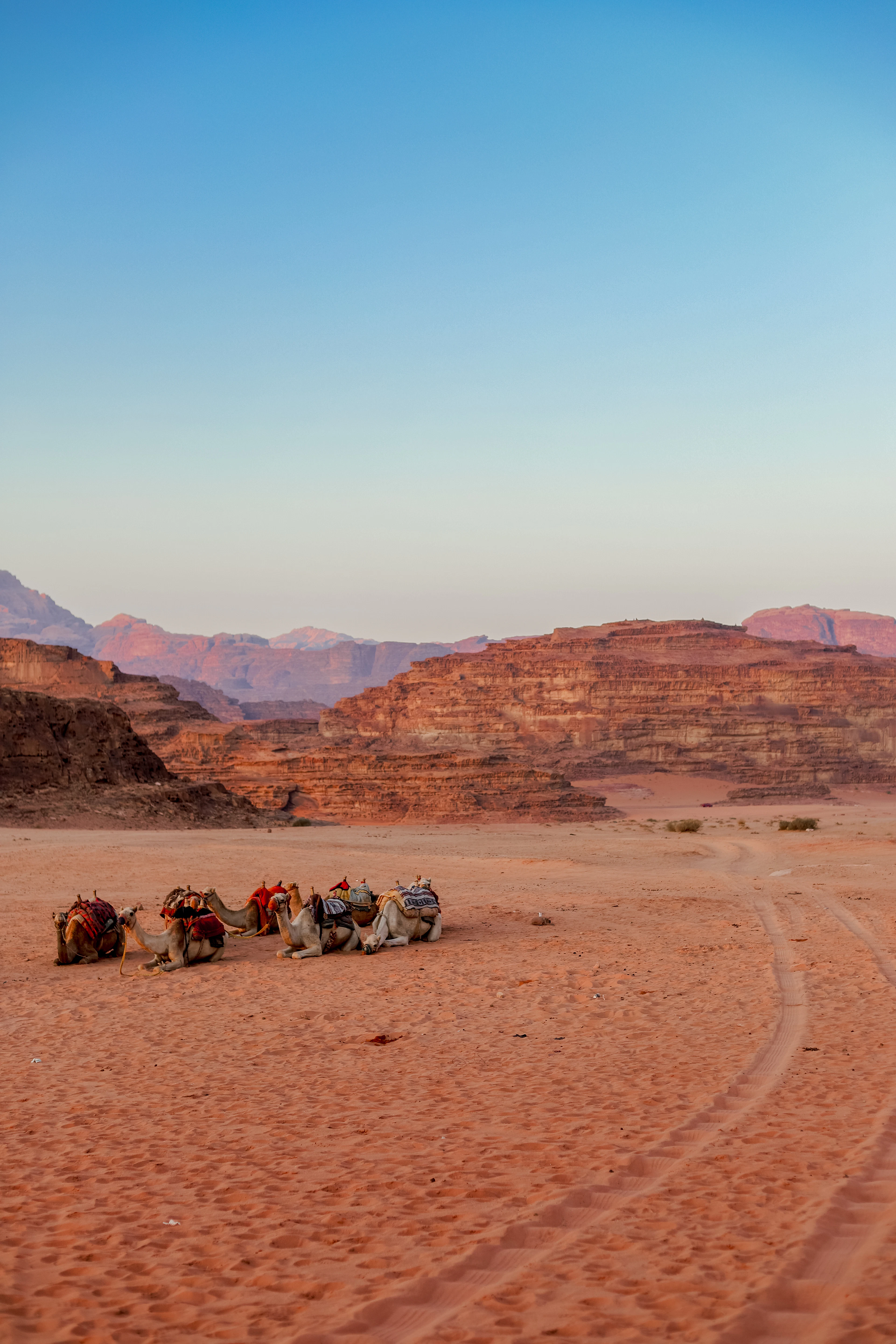 A group of saddled camels resting on the rippled red sand of Wadi Rum at dawn, with layered sandstone mesas glowing pink in the low light behind them.