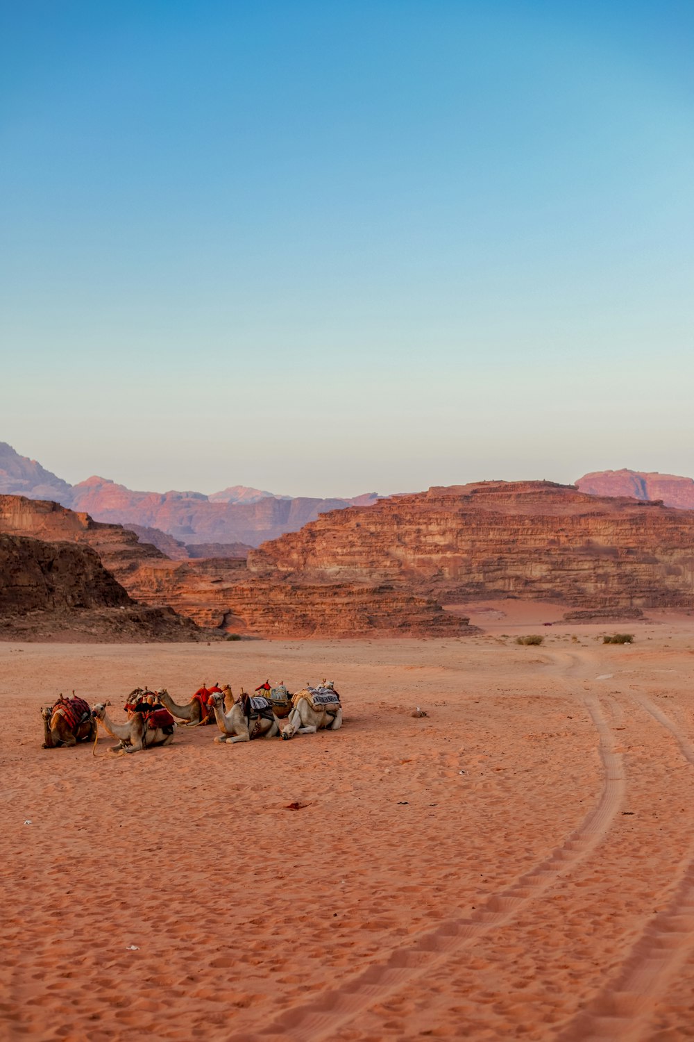 a group of camels sitting in the middle of a desert