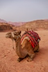 a camel with a saddle on its back in the desert