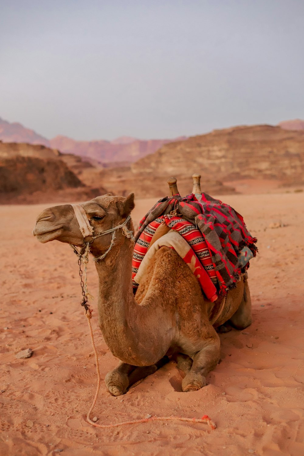 a camel with a saddle on its back in the desert