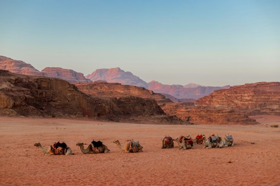 A serene desert landscape with a group of camels resting on the sandy ground. Rugged, rocky cliffs and mountains form the backdrop under a clear blue sky. The setting sun casts a warm, golden hue on the terrain, highlighting the rich textures and colors of the rocks.