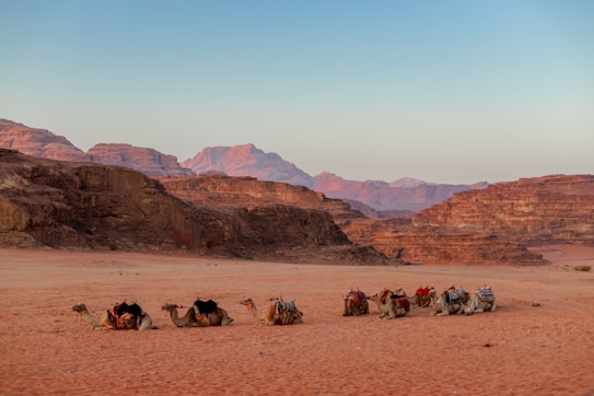 A serene desert landscape with a group of camels resting on the sandy ground. Rugged, rocky cliffs and mountains form the backdrop under a clear blue sky. The setting sun casts a warm, golden hue on the terrain, highlighting the rich textures and colors of the rocks.