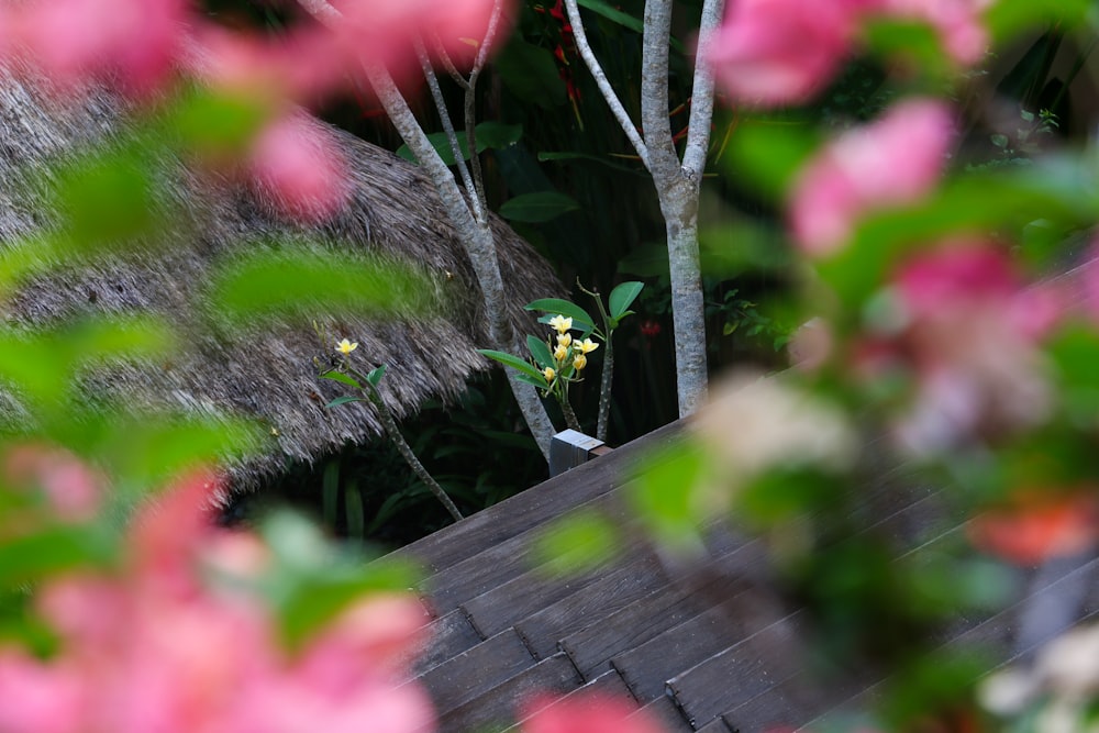 a view of a tree through some flowers